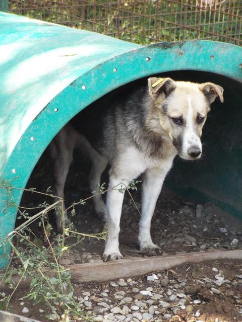 MIRKO* - reserviert Hamburger Tierschutzverein