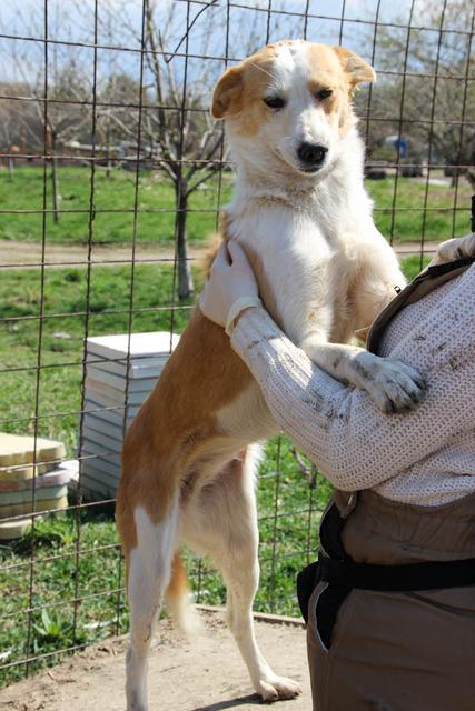 JADE - reserviert Tiere brauchen Freunde