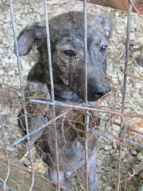 CASPAR* - reserviert Hamburger Tierschutzverein