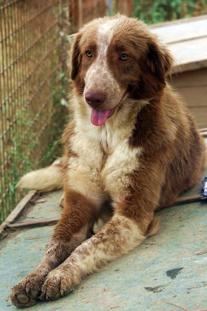 FARIDA - reserviert Tierheim Koblenz