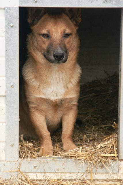 YOGI - reserviert Hamburger Tierschutzverein