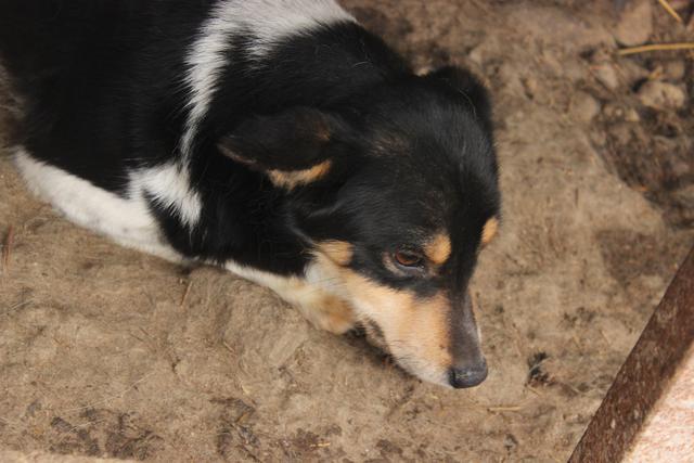 MAISJE* - reserviert Tierheim Andernach