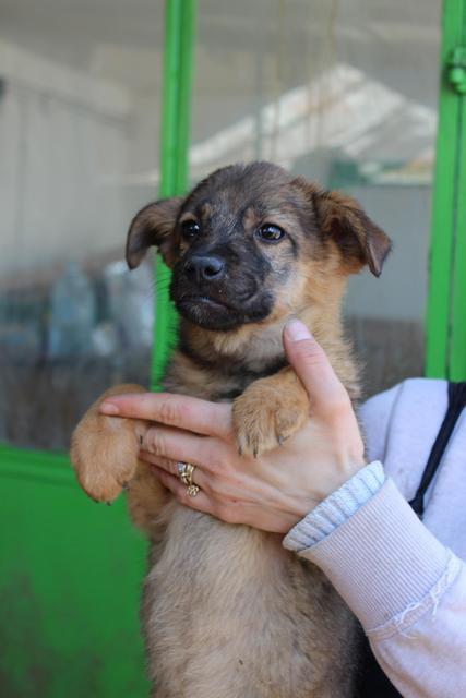 VALENTINA* - reserviert Tierheim Neuwied