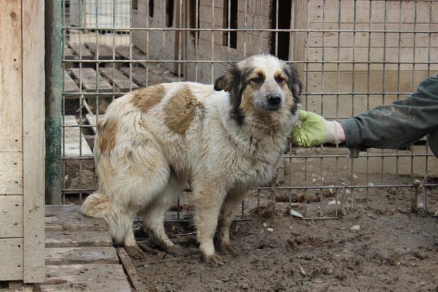 HEIDE - reserviert Tierheim Koblenz