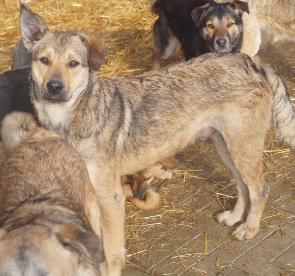 JIMMY BROWN - - seit 2 Jahren im Tierheim - ist reserviert (NadineZ)