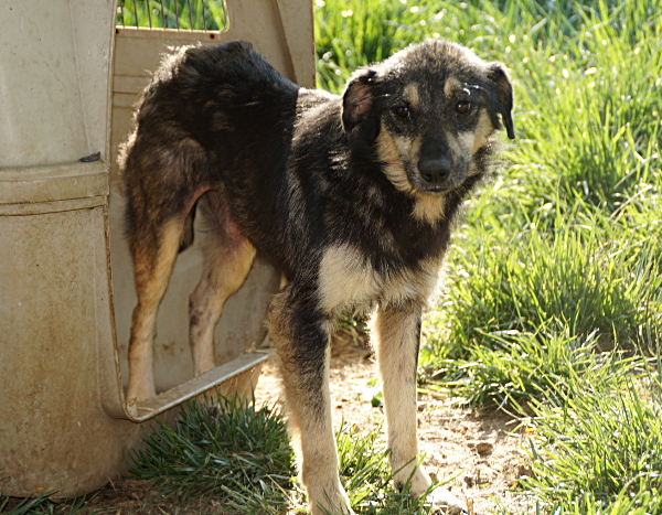 LESSING - Mobbingopfer und deswegen Hautprobleme - über 1 Jahr im Tierheim - ist reserviert PS (NadineZ)