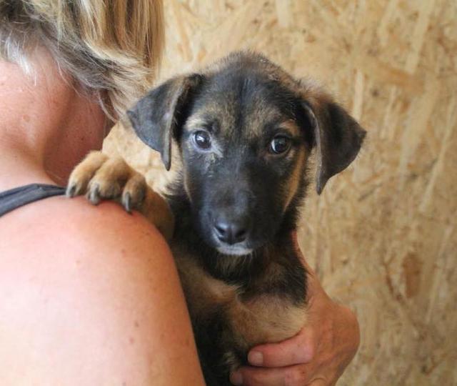 ZWERG reserviert Tierheim Koblenz