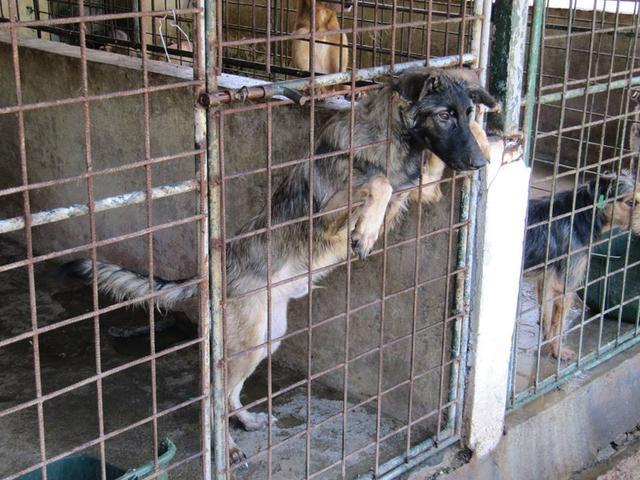 FLORIS - reserviert Tierschutzliga Dorf