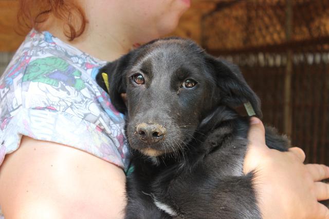 FANNY - reserviert Tierheim Ahrweiler