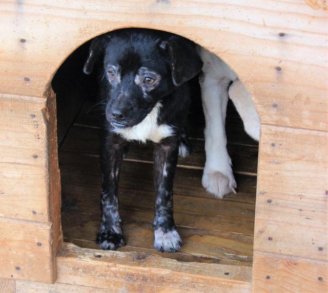 MAGGIE  - reserviert Menschen für Tiere Landau (G)