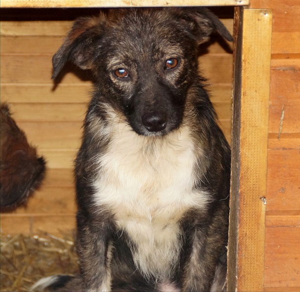 RIECKI (BENNY) - reserviert Tierhilfe Lebenswert e.V. (MP)