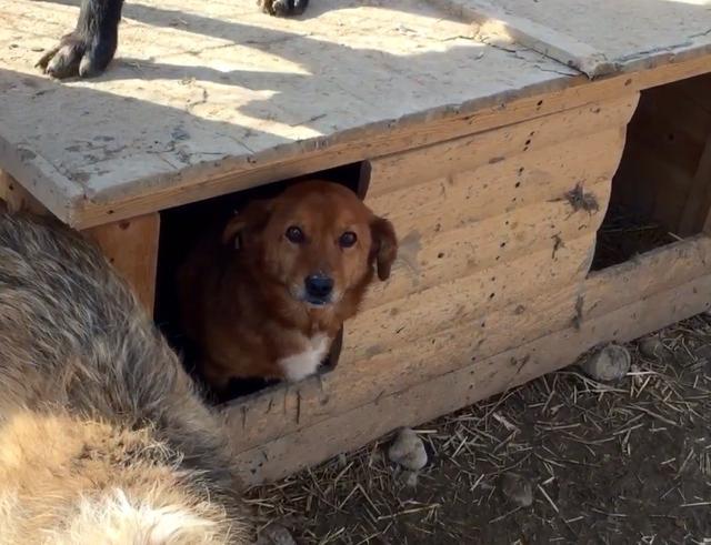 TINO* - reserviert für Casa Animale