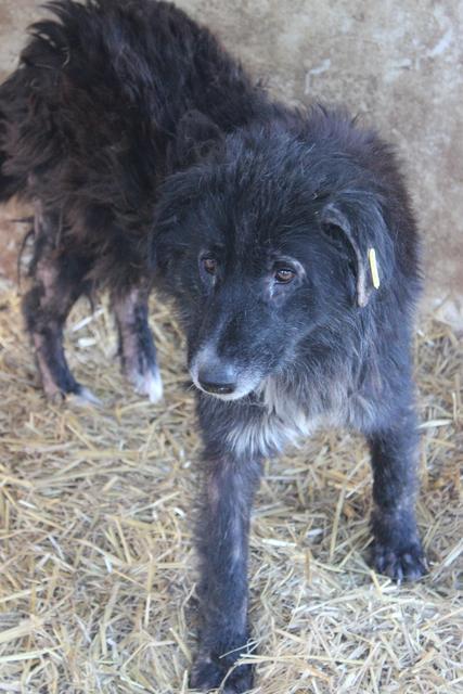 AURELIA* - reserviert Hamburger Tierschutzverein