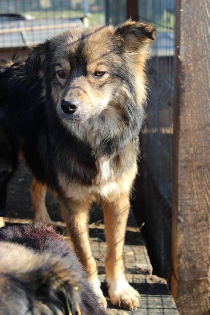 CHARLES* - reserviert Hamburger Tierschutzverein