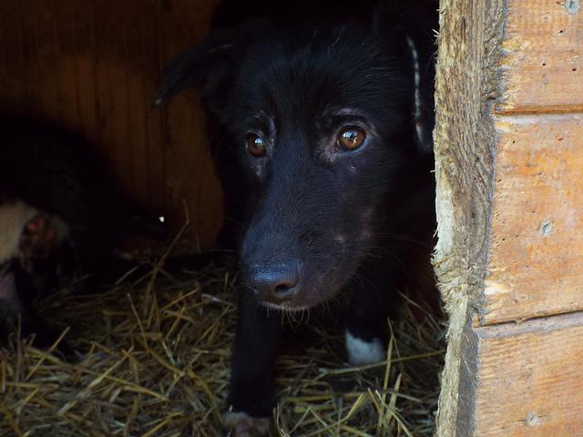 MILWA* - Demodex Anfangsstadium  - reserviert für Casa Animale (Ti)