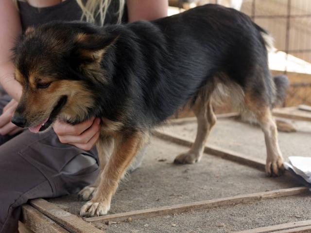 AKIRA - reserviert Tiere brauchen Freunde e.V.