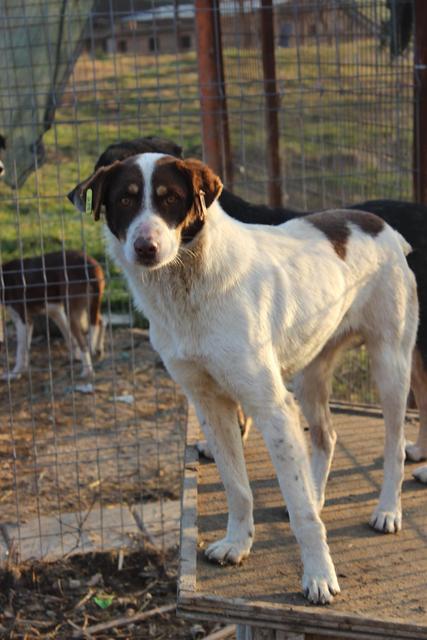 FEODOR* - reserviert Hamburger Tierschutzverein