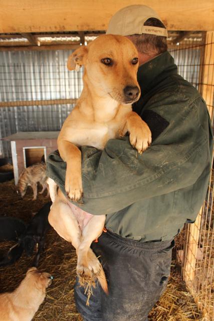 GINI - reserviert Tierheim Koblenz