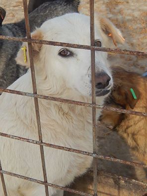 FLORENTINA - reserviert Tiere brauchen Freunde e.V.