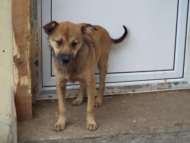 FOXY - reserviert Hamburger Tierschutzverein