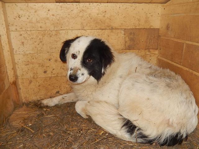 ISABELLA - reserviert Tiere brauchen Freunde e.V.