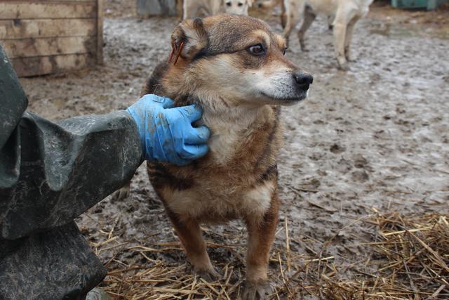 GINNI* - reserviert Hamburger Tierschutzverein