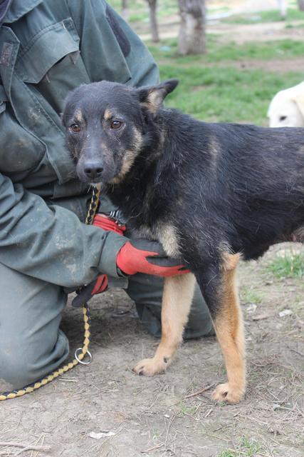 MOTTE* - reserviert Hamburger Tierschutzverein