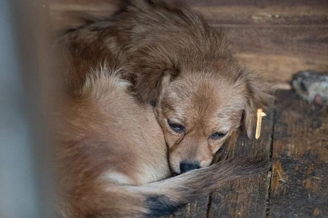 LACINA - reserviert Menschen für Tiere Landau (GC)