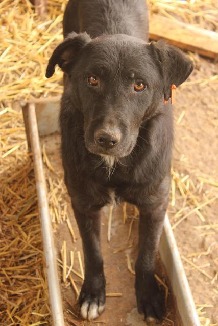 ANTONIO - reserviert Tierheim Ahrweiler