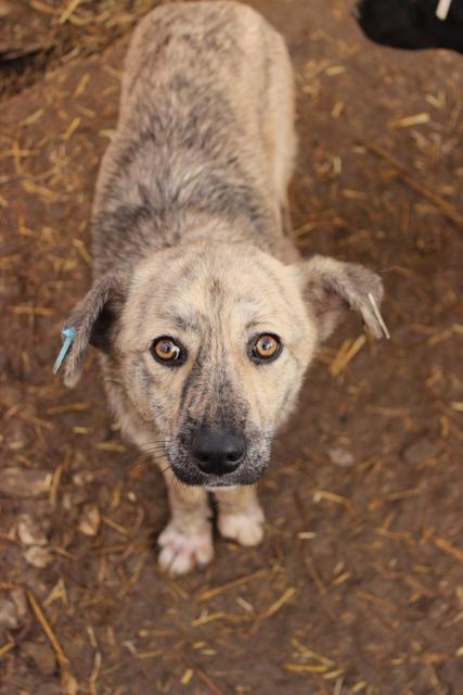 KIBO - reserviert Tierheim Ahrweiler