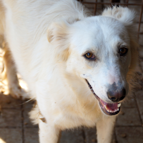 VIONA - ca. 55 - über 2,5 Jahre im Tierheim- reserviert Silke