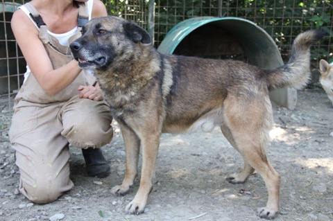 JOEY - reserviert Tierheim am See