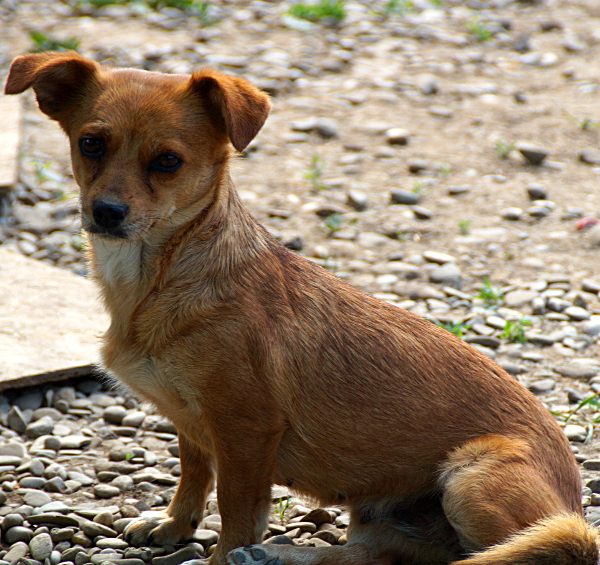 CINNAMON - reserviert Tierhilfe Lebenswert e.V. (MP)