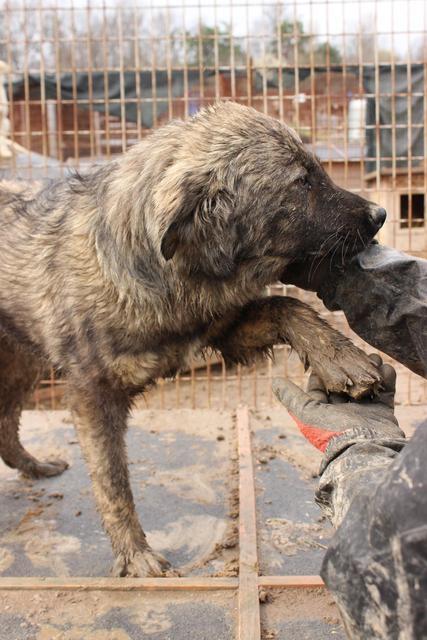 VIOLA* - reserviert Tiere in Not Odenwald