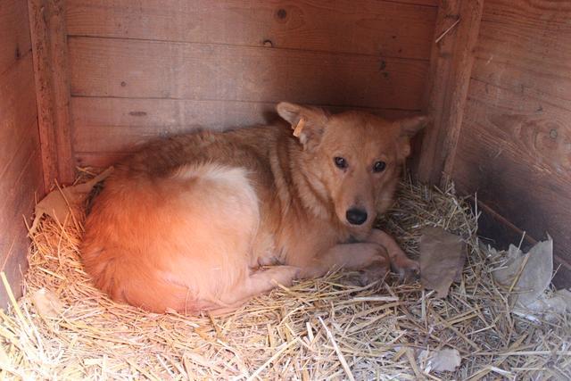 LILA* - reserviert Hamburger Tierschutzverein