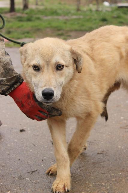 OLIVER* - reserviert Tiere in Not Odenwald