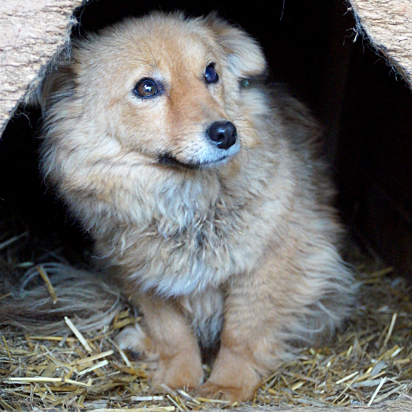 MASCHA - ein Auge trüb res 4Animals