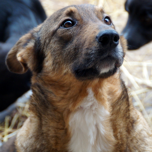 SORELL - reserviert Tierhilfe Lebenswert e.V. (MP)