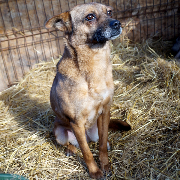 TINA - reserviert Tierhilfe Lebenswert e.V. (MP)