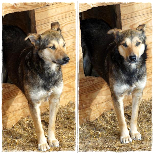 MAJOU - Mobbingopfer - reserviert PS Gudrun