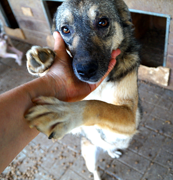 FRITZ - ca. 45- seit 2 Jahren im Tierheim