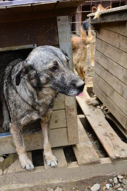 GEORGIA - reserviert Tierhilfe Lebenswert e.V. (MP)