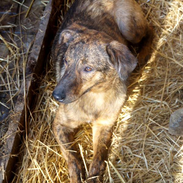 ZOEY - reserviert Tierhilfe Lebenswert e.V. (MP)