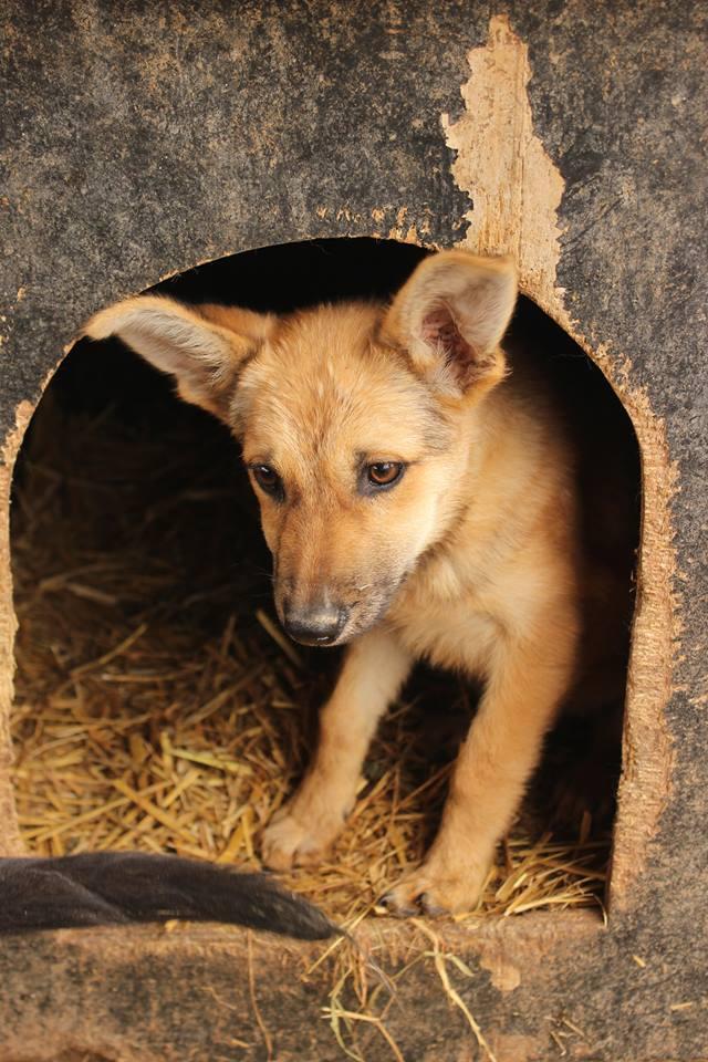 FARINA - reserviert Tiere in Not Odenwald