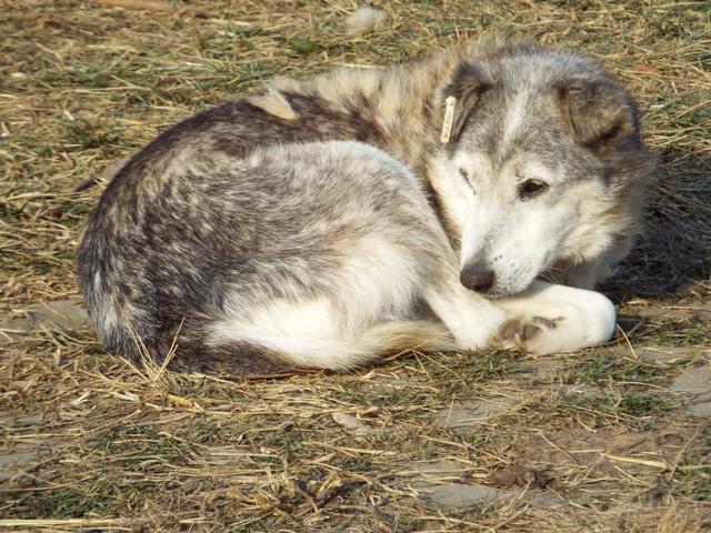 LUCKY - reserviert Casa Animale