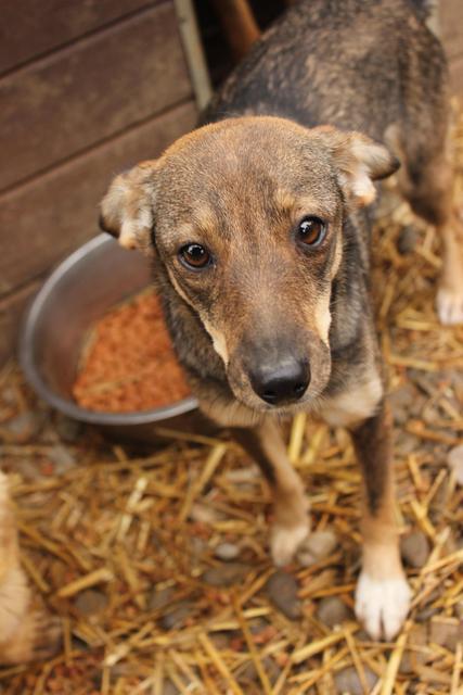 PAMINA - reserviert Tierheim Ahrweiler