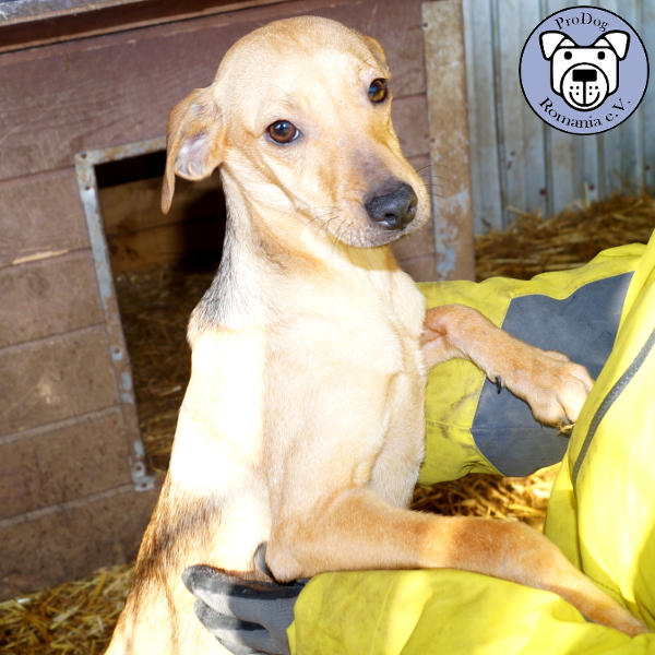 WIZZY - reserviert Tierheim Ahrweiler