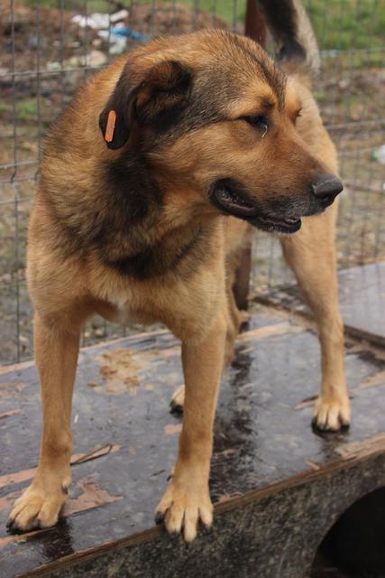 SANDOKAN* - reserviert Hamburger Tierschutzverein