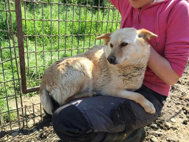 JANNIA* - reserviert Hamburger Tierschutzverein