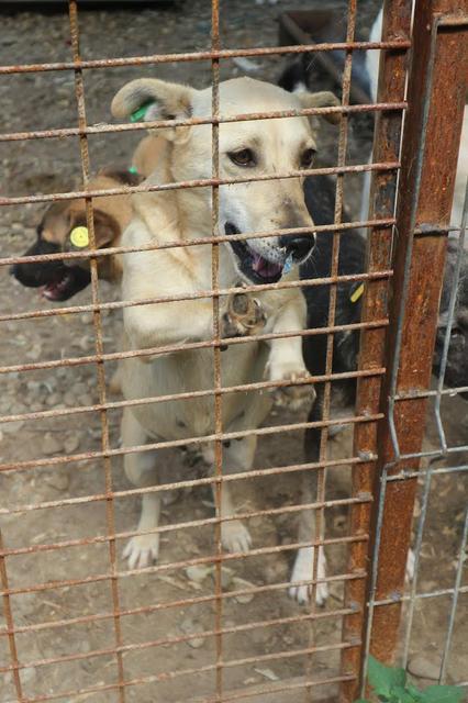 DAFFY - reserviert Hamburger Tierschutzverein